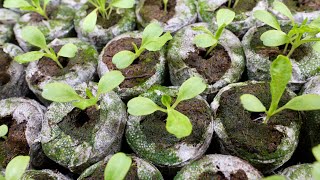 How to Start Seeds in Jiffy Peat/Coco Pellets