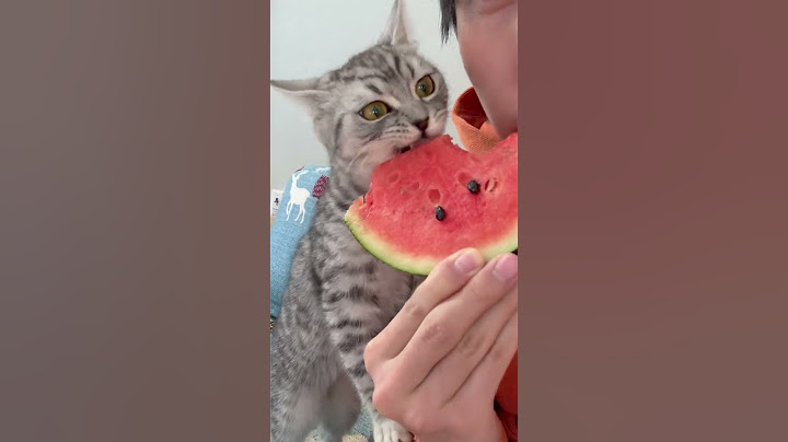 The kitten suddenly eat watermelon flesh and its eyes✨✨✨✨