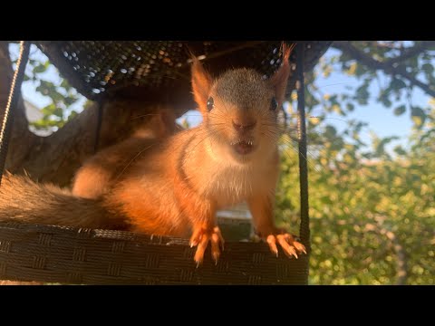 Видео: Типы Белки, которые Люди Держат как Домашние животные