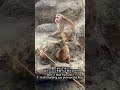 お母さん気分を楽しんでいるもみちゃん。Momi-chan enjoys pretending to be a mother。 #monkey #市川市動植物園 #もみちゃん #momi-chan