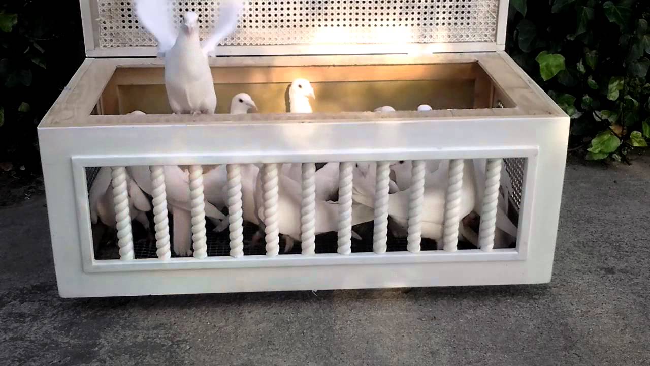 While Dove Release Basket. Faux Remote Control. YouTube