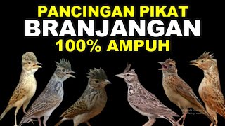 MASTERAN PANCINGAN SUARA PIKAT BURUNG BRANJANGAN