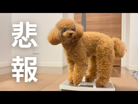 【悲報】ついに◯◯する時がやってきたトイプードル