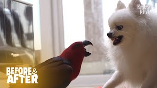 This Little Parrot Lala Picks Fight With Ex-Bestie Dog | Before & After Makeover Ep 36