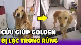 Cứu Giúp Em Chó Golden Gầy Da Bọc Xương Ở Trong Rừng 😢 | Yêu Lu Official