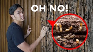 How to Deal With Termites!