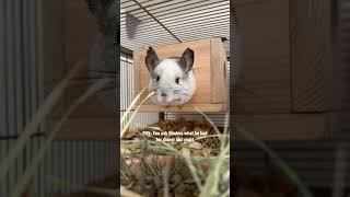 Do you get it? 😅 #chinchilla #chinchillas