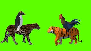 HD free green screen Tiger vs jaguar attack run die running