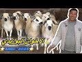 فيديو فحول الإخوان البوزيدي🏅🏅🔥 لي هبلات العشاقة ❤️❤️حجماً وجمالا الله إصدق لهم العمل فرجة ممتعة