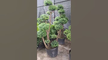 Bán buôn bán lẻ cây mai chiếu thuỷ gốc to lá kim và lá bé 0977973535