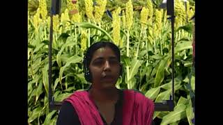quality seed production -  generation system
