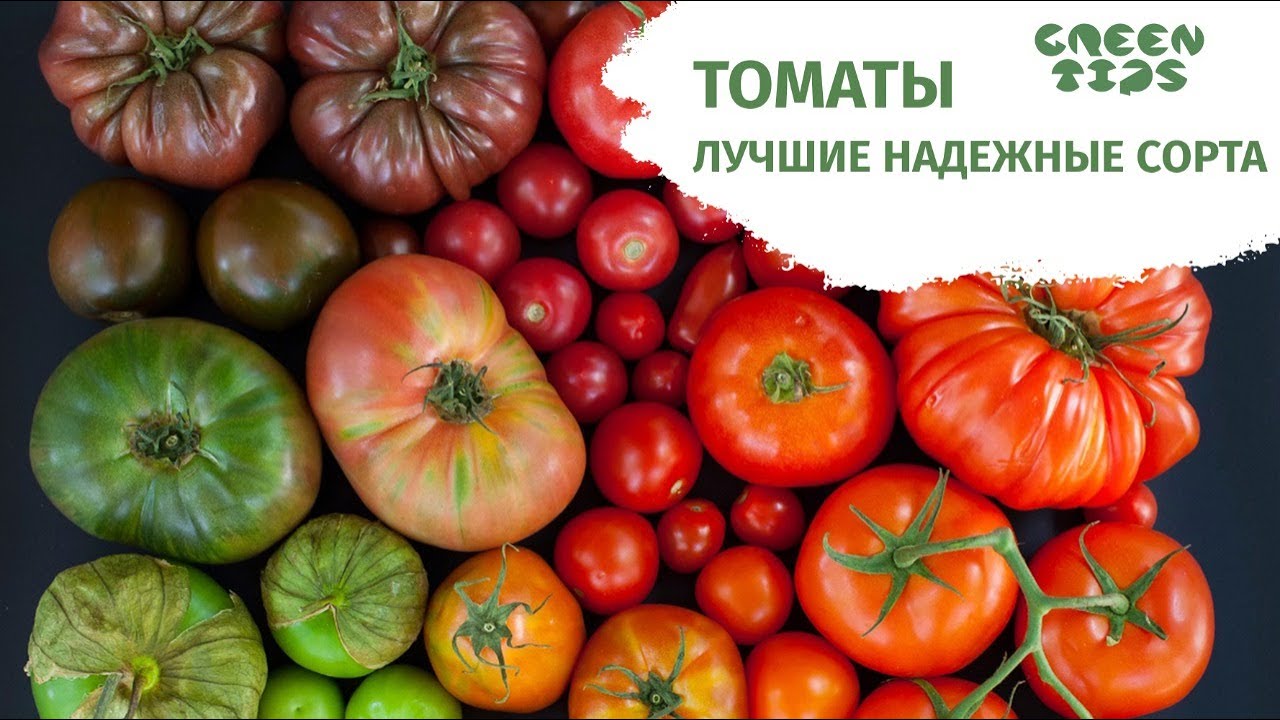 КРУПНОПЛОДНЫЕ ТОМАТЫ. ТОП-СЕМЯН ТОМАТОВ. Лучшие сорта томатов. - YouTube