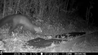 Trail cam 2021-07-25 Marten