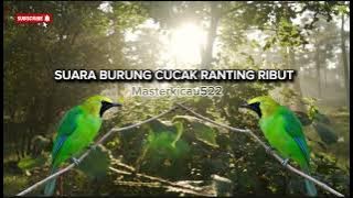 SUARA BURUNG CUCAK RANTING RIBUT🔥