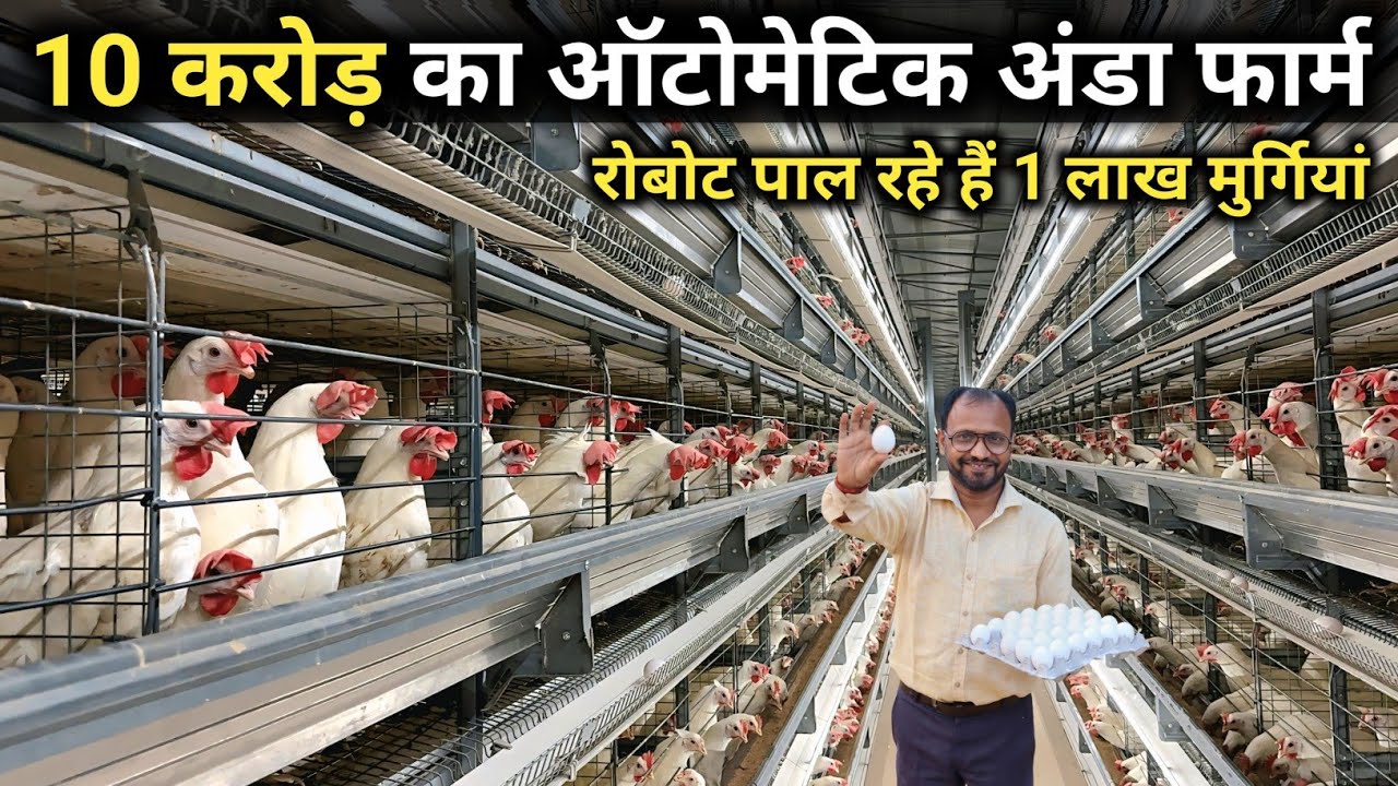 1 बटन से 95000 अंडे रोज | Layer Poultry Farming | Automatic Layer Poultry Farm