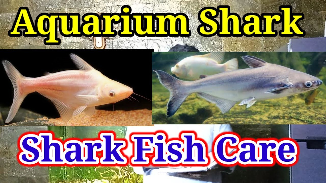 Aquarium Shark Fish Care, Aquarium Setup, Breeding, Tank Mates, Feeding / Guide For Shark Fish
