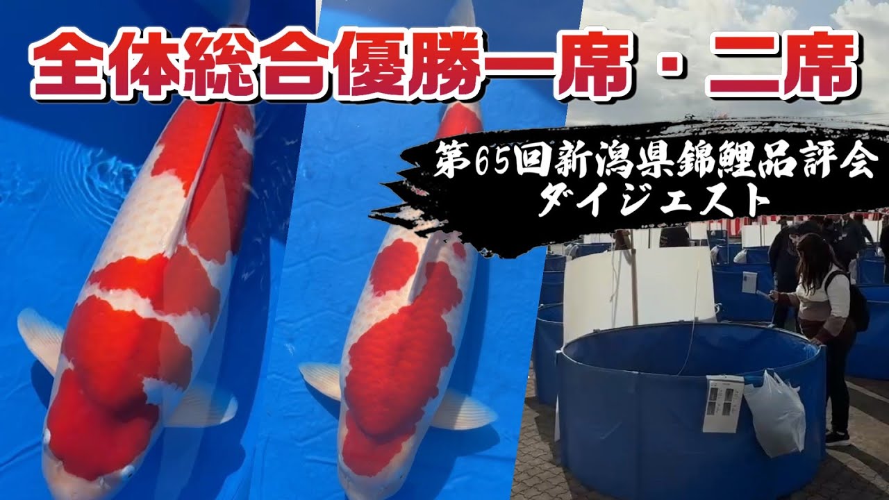 【あの日を振り返る....!】2025錦鯉品評会ダイジェスト