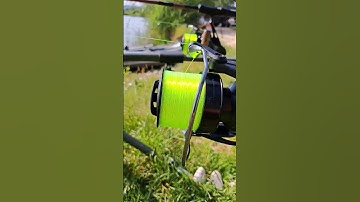 #delphin #kaprarina #rybareni #rybaření  #rybar #fishing #fishingvideo #rybolov #korda