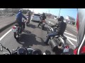 コスモス 乙女の純情