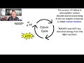 General Overview/Purpose of the Calvin Cycle
