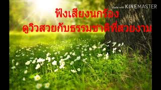 ฟังเสียงนกร้อง ดูวิวสวยๆกับธรรมชาติ ช่วยทำให้รู้สึกผ่อนคลาย screenshot 2