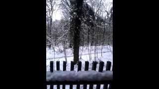 Golden Oak Treehouse, Forest of Dean