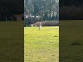 Australian Cattle Dog playing Frisbee #cattledog #dog #frisbee #funnypet #dogs #animals #outdoors