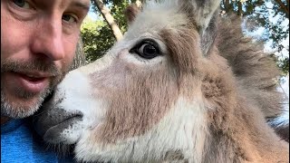 Meet Ava Our Bonkey