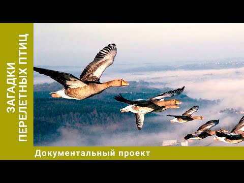 Загадки перелетных птиц. Документальный Проект. Лучшие фильмы