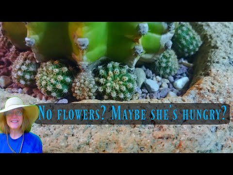 Finally Feeding My Starving Cactus - Flowers soon?