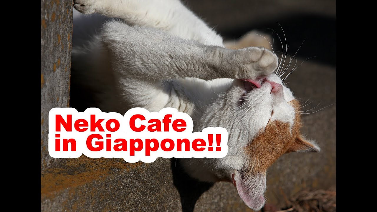 Neko Cat Cafe a Tokyo - YouTube