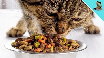¿Por qué no se debe alimentar a los gatos con comida seca?