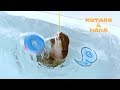 カワウソコタローとハナ 暴走するハナの水中トルネード!! Hana the Otter Death Roll and Tornado Spin!