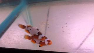Extreme Picasso pair of clownfish