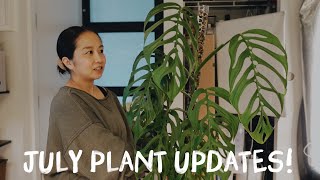 im back (i think?)! some fun plant updates from previous videos!
ive been gone for a little over a month but why does it feel like its been an eternity?! i thought getting back into filming was going to be super stressful and mentally consuming, but it actually felt really really good getting back into things. a lot has happened since i last uploaded.. for one, archie is here! im SO happy im not pregnant anymore and im excited to be able to be back doing plant things without having to share my body with another human 🤪 but im not 100% sure if im back full time yet, as were still adjusting to our new life here and life has been way more hectic than i anticipated. but anyway, i have a handful of plant updates for you i wanted to do something simple to ease back into things slowly. thank you to everyone who has continued to watch my old videos while ive been away, but im glad to be uploading again! hope youve all been well and happy july!! 🌞
VIDEO MENTIONS:
→ micans care video: https://youtu.be/khBl6idznVM
→ micans spider mites / chop: https://youtu.be/NbRdc5fLhlY
→ april week of plant things (hoya stenophylla + dioscorea): https://youtu.be/MgDfm84pB3M
→ may plant vlog (asparagus fern / kitchen arrangement + orchid / coco vs peat experiment: https://youtu.be/54E7TbD3L6Y
→ seedling to plant (brielle x crystallinum black pollination): https://youtu.be/kDg-0ORB1ug
MENTIONS:
→ crystal star nursery: crystalstarnursery.com
→ propagation diaries (clear hoya trellis): propagationdiaries.com
〰️
☻ instagram ☻
@unplantparenthood
instagram.com/unplantparenthood
〰️
☻ shop all my plant favourites (affiliate links) ☻
https://linktr.ee/unplantparenthood/
plant merch!
https://charmaine-adrina-shop.fourthwall.com/
〰️
🎵 MUSIC 🎵
→ enjoy a 7-day free trial of epidemic sound: https://share.epidemicsound.com/tfiru1 im back (i think?)! some fun plant updates from previous videos!
