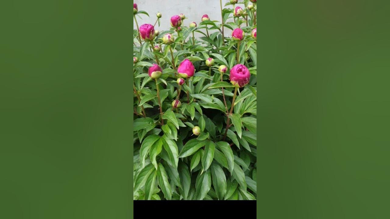 #모란동백   #조영남💐🌷⚘️🌺