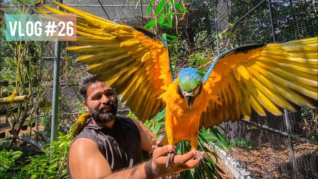 Aviary Making Video ||നട്ടെല്ല് ഒടിഞ്ഞ് ഒരു Aviary setting😣|| Aviaries || Bird Cage || Exotic Birds