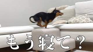 掃除の直後、満面の笑みで抜け毛をばら撒くわんぱく犬