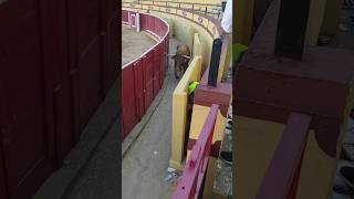 VACA BRAVA SALTA AL CALLEJON PLAZA LODOSA NAVARRA @TOROSCERRILES #toros #españa #vaca #fypシ゚viral