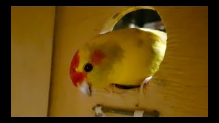 How To Candle A Fertile Bird Egg | Breeding Kakariki Parakeets |