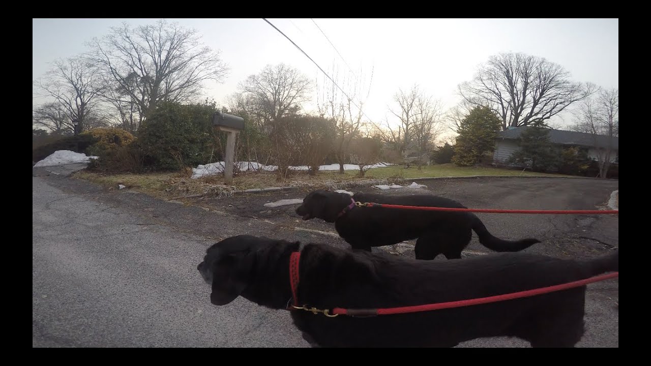 A Walk with Martha and Millie GoPro HD