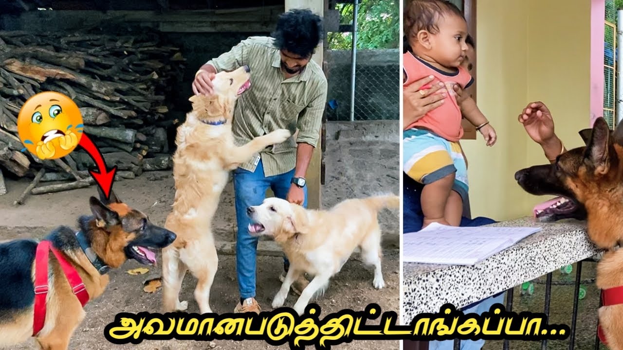அவமான படுத்திட்டங்கபா😂 பழிக்கு பழி😈 | Jacky the German shepherd