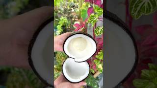 Opening Coconut with sprout or bulb. #coconut #coconutsprout #coconutbulb #shortsvideo #youtubeshort