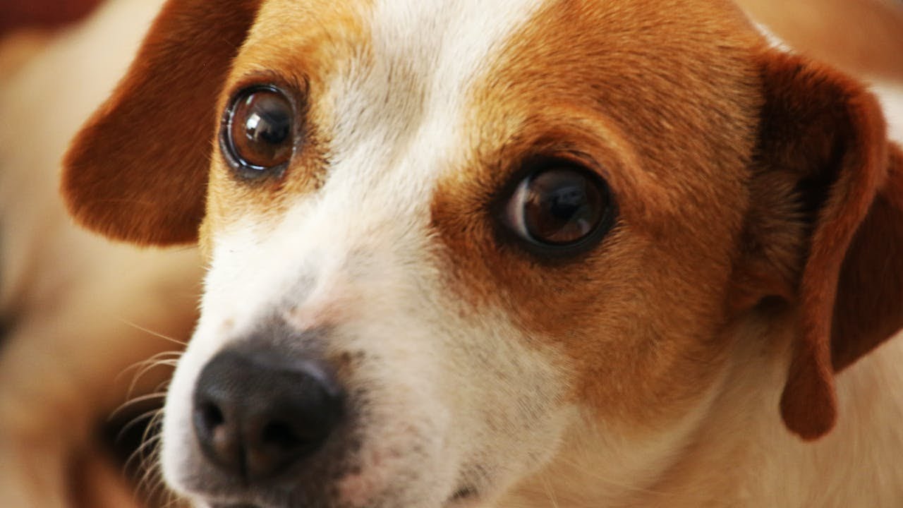 Can Dogs Eat Turkey?🐾🐾🐾