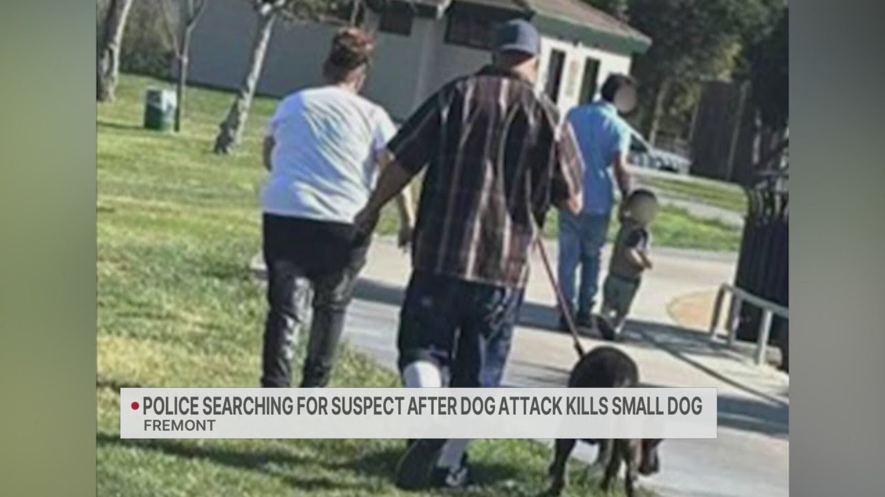 Fremont police searching for suspect after dog attack kills small dog ...