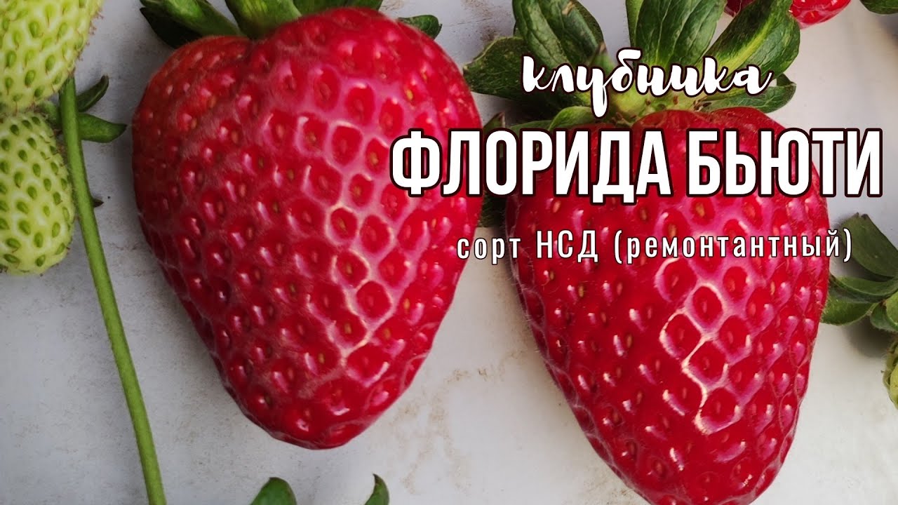 Клубника сорта бьюти. Клубника Бьюти. Клубника Флорида. Флорида Бьюти. НСД сорта клубники.