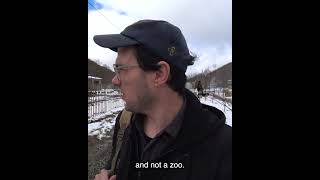 Snow and bears, what could go wrong?