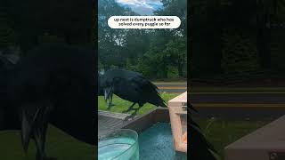 How To Befriend Crows - Day87