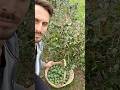 Composta di feijoa biologica