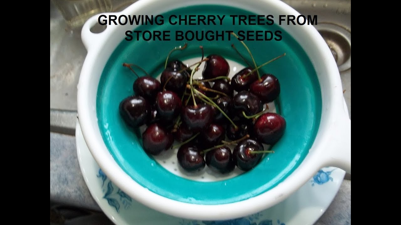 Growing Cherry trees from Store Bought Cherries YouTube